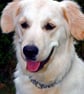 Golden Retriever Dog Portrait Photograph Print - Image 1