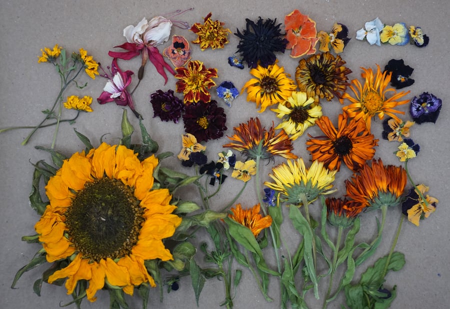 Dried Edible Flowers for Cake Decorating and Cocktail Garnish