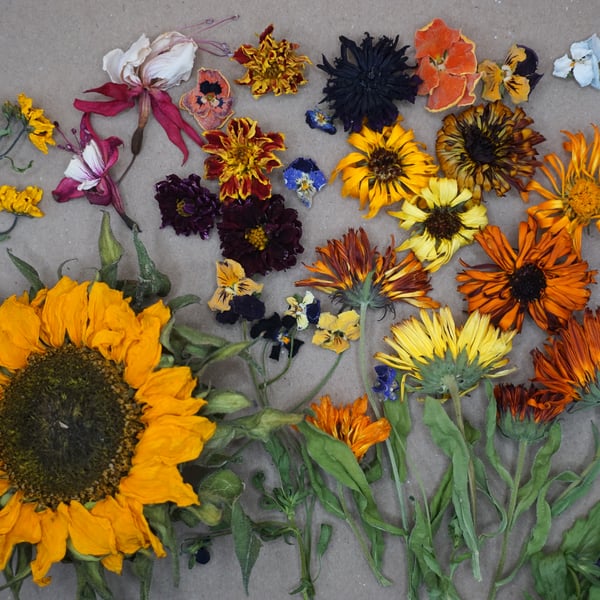 Dried Edible Flowers for Cake Decorating and Cocktail Garnish