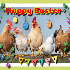 Happy Easter Chicken's Card A5