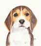 Cute Beagle Puppy Dog Portrait. Original painting - Image 5
