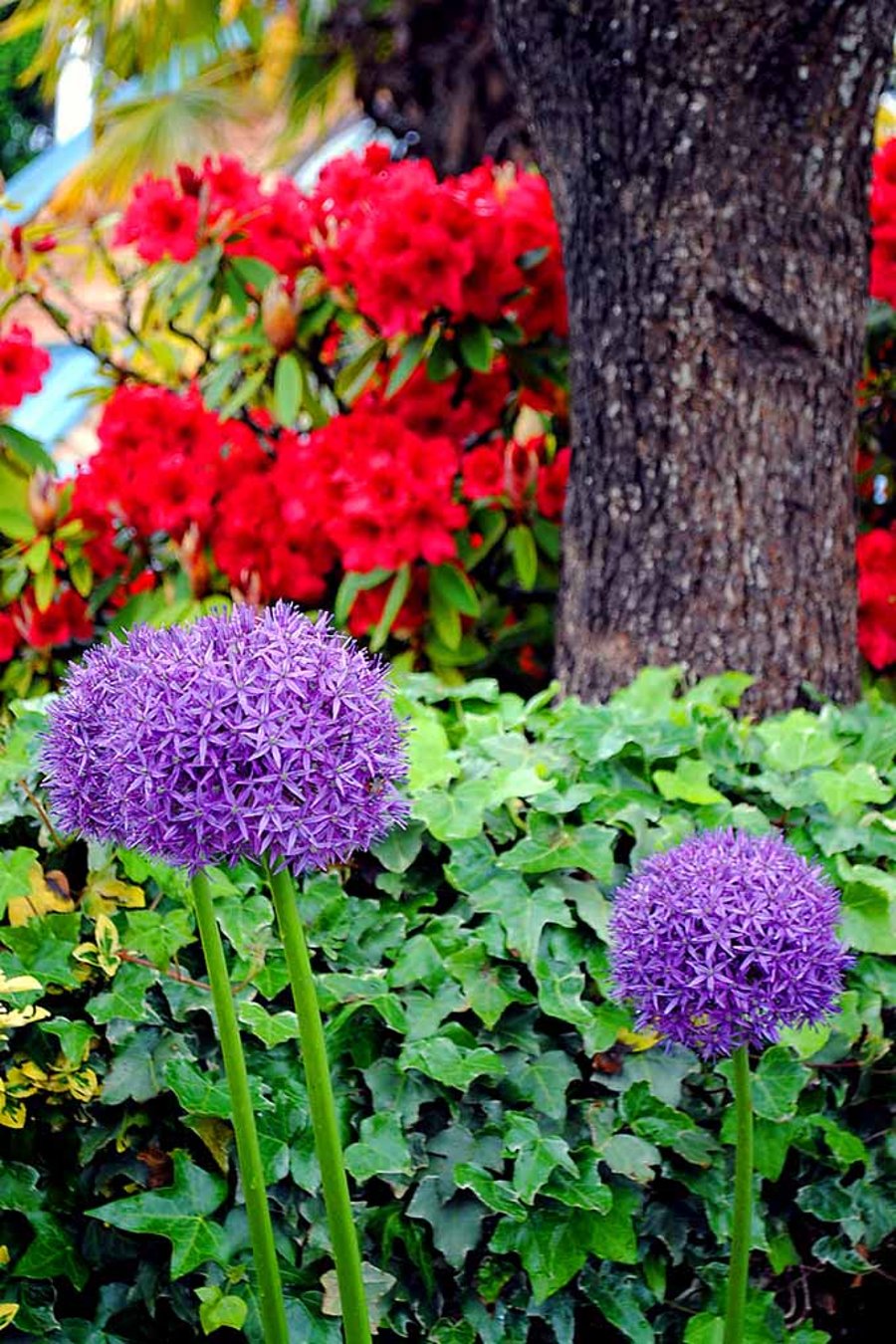 Allium Hollandicum Purple Summer Flowers Photograph Print