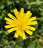 Rough Hawkbit drops, Hawkweed - Image 8