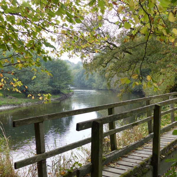 Woodland Walk by the Wye River