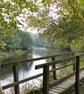 Woodland Walk by the Wye River