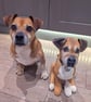 Dog Keepsakes  - Image 2
