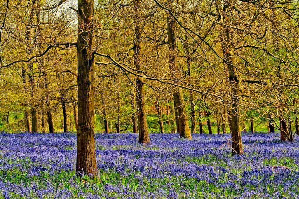Bluebell Woods Spring Flowers Greys Court Oxfordshire Photograph Print