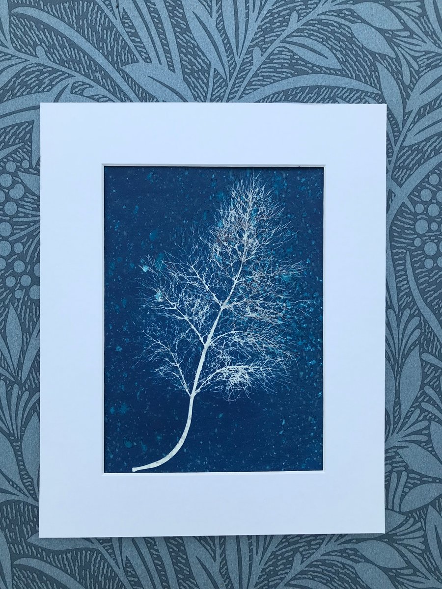 Cyanotype Photograms, Artful Aromatics- Fennel Leaf- Mounted or Framed