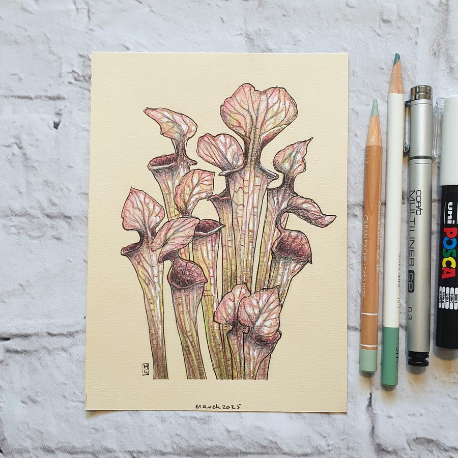 Pitcher Plants original drawing, small botanical illustration