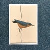 Nuthatch card