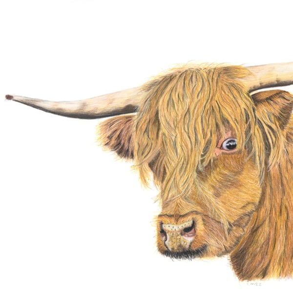 Original art, picture, wall hanging. Original highland cow artwork (unmounted)