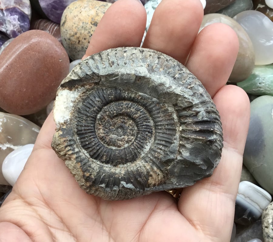 Lovely Rustic Ammonite Fossil Specimen Collectable or Photography Prop.