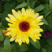 Blue Sky Handicrafts