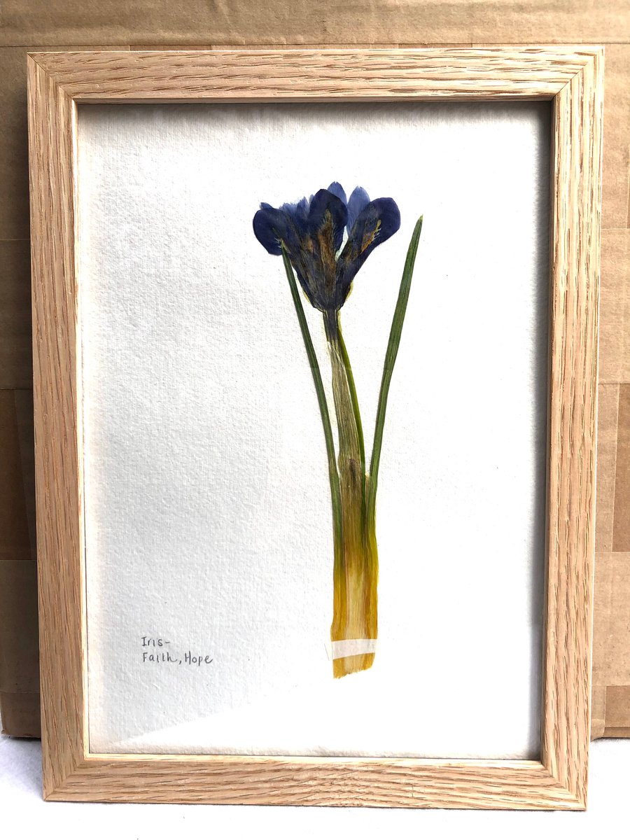 Pressed Iris flower, framed in oak - A4
