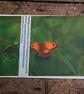 Gatekeeper Butterfly, A6 Greetings Card Nature Photography - Image 4
