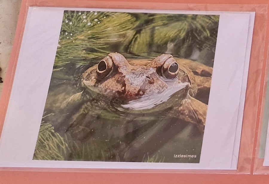 Amphibian ( Frog) Greeting Cards 