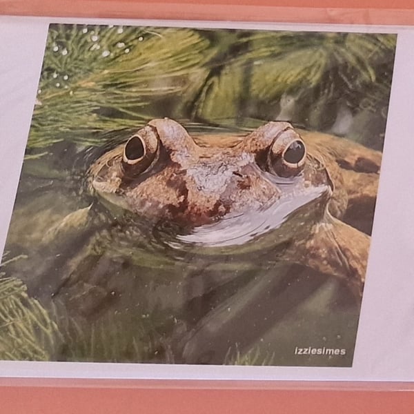 Amphibian ( Frog) Greeting Cards 