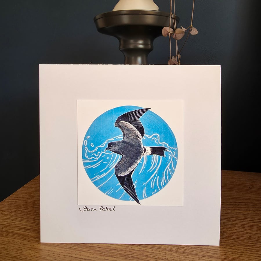 Storm Petrel Card