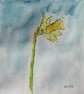 Card Hand painted daffodil on blue background