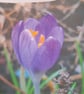 An original handprinted linoprint of Crocuses - Image 7