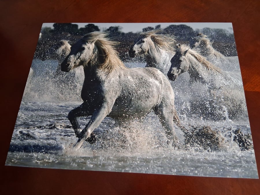 HORSES IN THE SEA