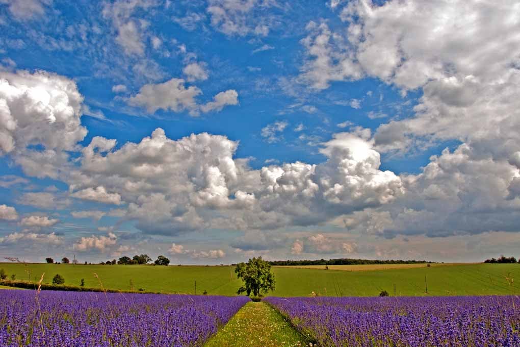 Lavender Field Purple Flowers Cotswolds UK Photograph Print