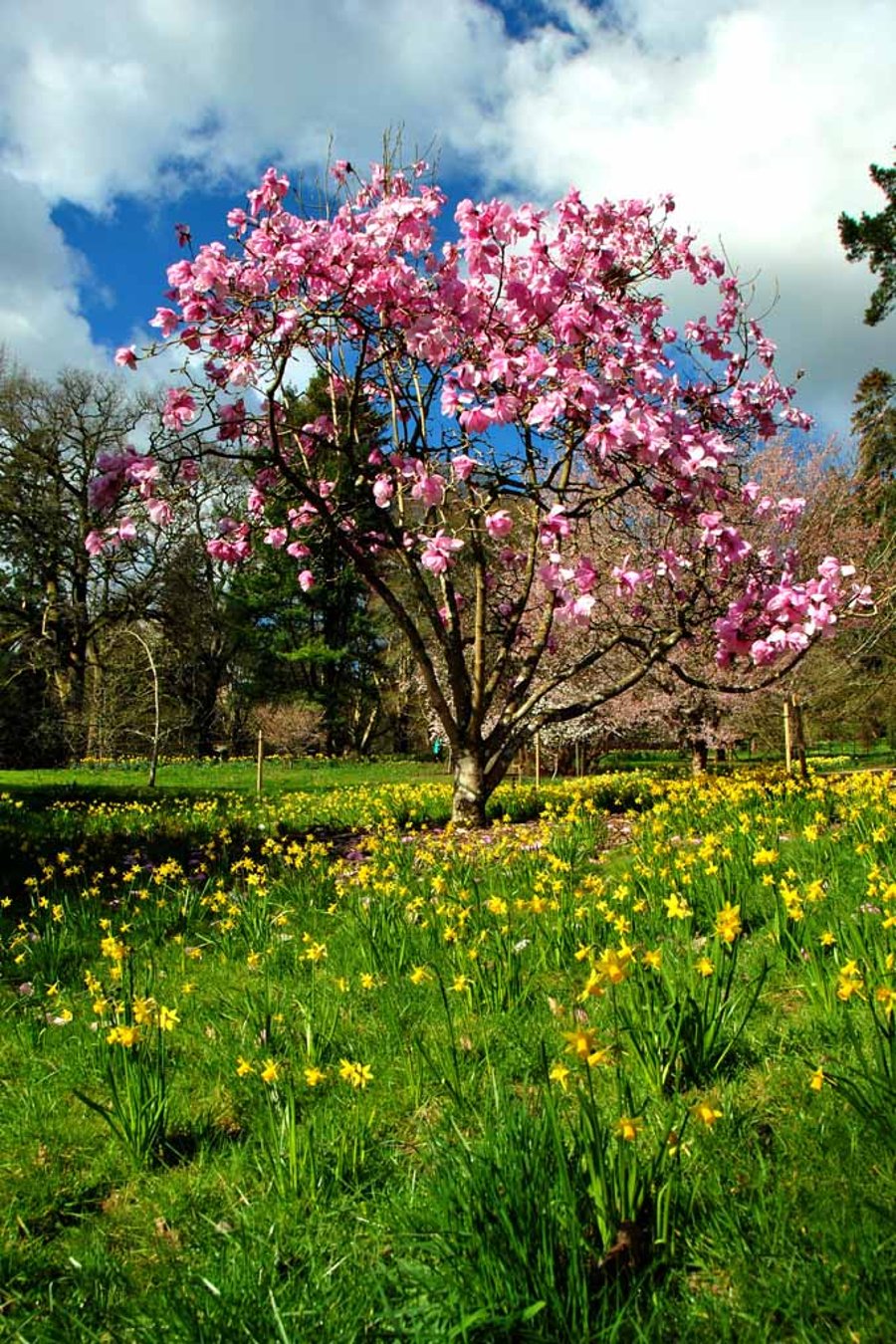 Magnolia Tree Batsford Arboretum Cotswolds UK 12"x18" Print