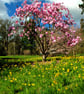 Magnolia Tree Batsford Arboretum Cotswolds UK 12"x18" Print - Image 1