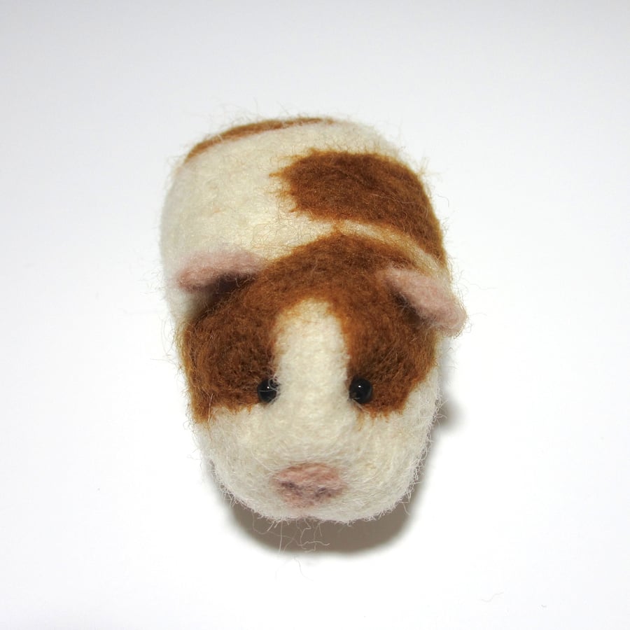 Guinea Pig - Complete with Box and Bedding 