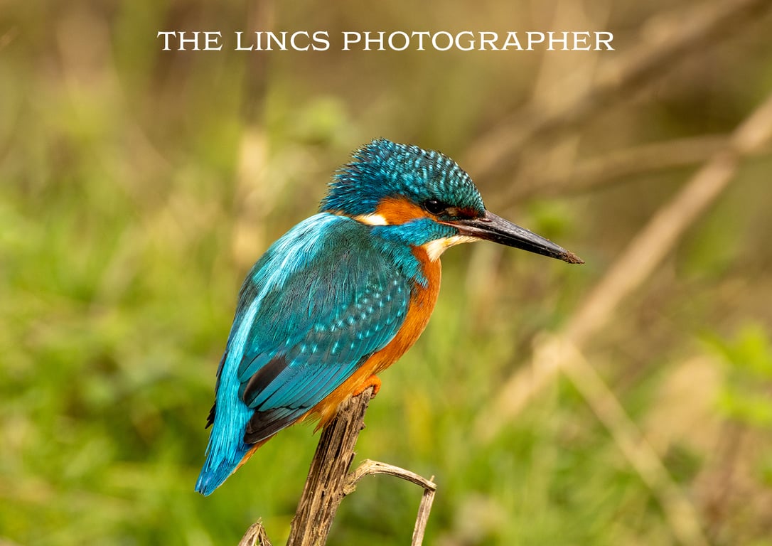 Kingfisher print (Limited edition of 10)