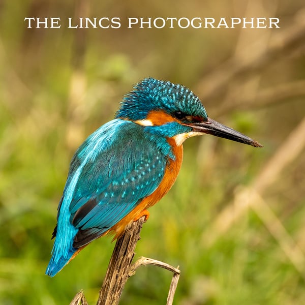 Kingfisher print (Limited edition of 10)
