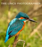 Kingfisher print (Limited edition of 10) - Image 1