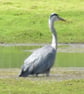 Heron Linoprint - Image 2