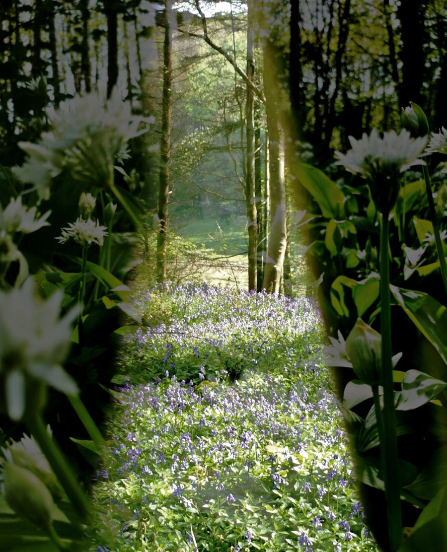 The Window A3 ( Print only )