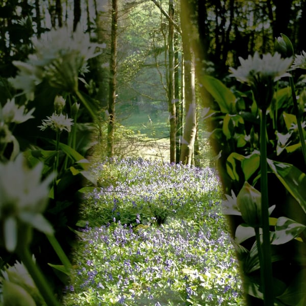 The Window A3 ( Print only )