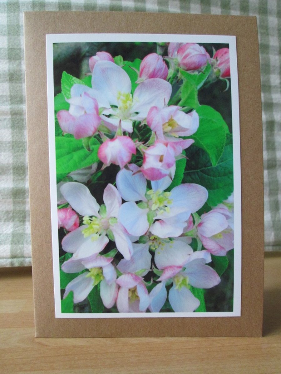 SOLD - Apple Blossom Greetings Card