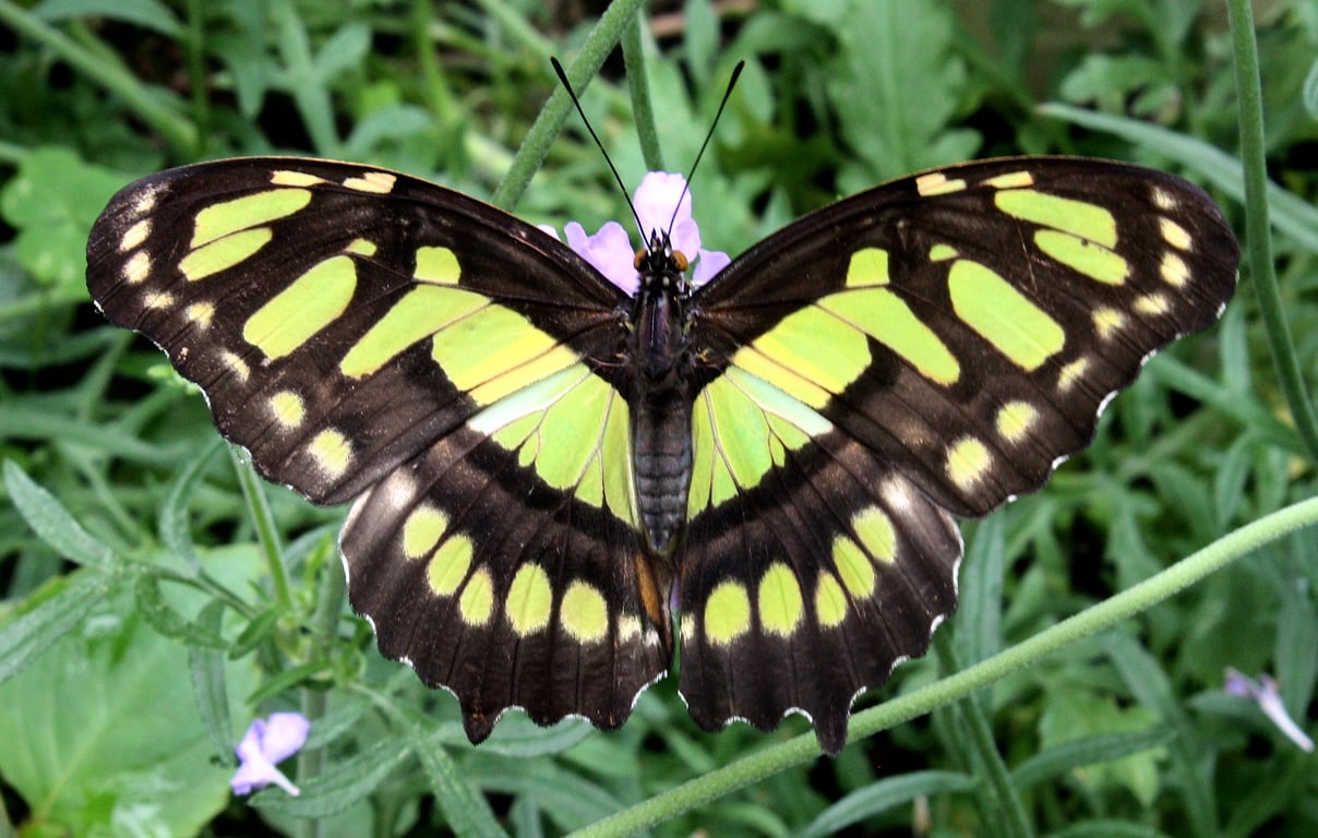 Jenny Ogden Photography