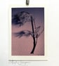 Fine Art Photograph Pine Branch - A4 - Choice of Four Colours - Image 6