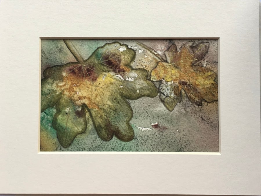 Seconds Sunday - Field Maple leaves