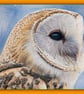 Barn Owl Head Greeting Card A5 - Image 1