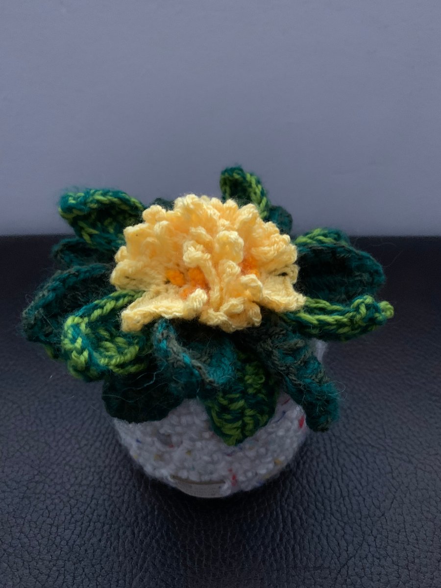 Crocheted primula plant, houseplant, flower