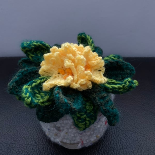 Crocheted primula plant, houseplant, flower