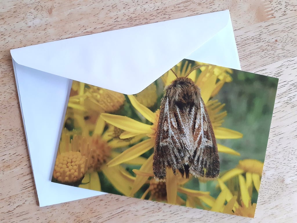 Antler Moth Card