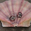 Copper  and Silver Barnacles Stud Earrings