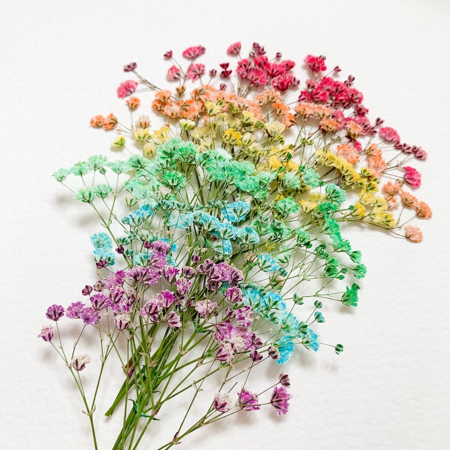 Pressed Flowers Rainbow Candy Color Dyed Baby's Breath Pack of 18 pcs Card Home 