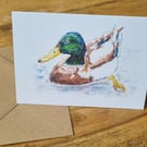 Greeting card - Mallard Duck - Blank