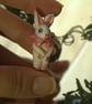 Forest Rabbit Guardian Necklace - Image 5