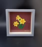 Daffodil Study 5