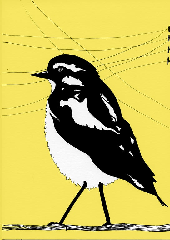 Black and White Line Bird - 