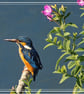A5 Greeting Card Kingfisher Watching 